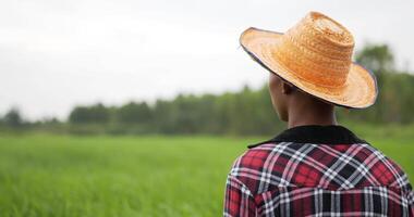 langzaam beweging, de terug van jong volwassen boer vervelend plaid overhemd en hoed staand en op zoek voordat punt met planning naar de beheren rijst- veld- video