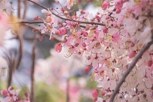 flores rosadas de cassia grandis con vista de cerca, flores blancas y rosadas están floreciendo en los árboles. tailandia foto