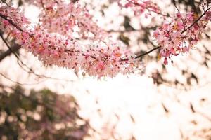 flores rosadas de cassia grandis con vista de cerca, flores blancas y rosadas están floreciendo en los árboles. tailandia foto