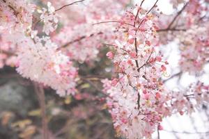 Pink Cassia Grandis Flowers with close up view , White and pink flowers are blooming on trees. Thailand photo