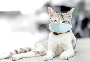 gato con una máscara médica. máscara antiviral protectora en la cara de los gatos, máscara facial protectora para animales. covid-19, coronovirus,campaña contra covid-19 foto