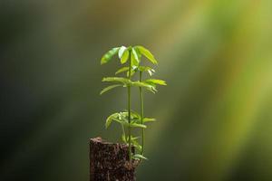 New Life concept  with seedling growing sprout from old trees. Symbol of new beginning or business development symbolic. photo