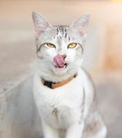 Close up of cute kitten about one year old. Beautiful eyes and hair. pet care mammal photo