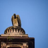 buitre indio o buitre de pico largo o gyps indicus de cerca o retrato en los cenotafios reales chhatris de orchha, madhya pradesh, india, orchha la ciudad perdida de la india foto