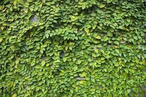 el detalle de las plantas trepadoras verdes en una pared se puede utilizar como papel tapiz de fondo del concepto de textura foto