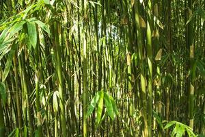 Green Bamboo in the Forest  may be used as a Texture  background wallpaper photo