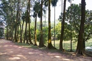 una hilera de hileras de árboles en la vista del paisaje del parque foto