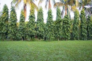 Green Field with trees in the park landscape view photo