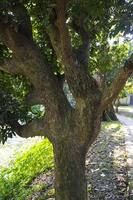 Natural Landscape view texture of Old Mango Tree Brach in the Park photo