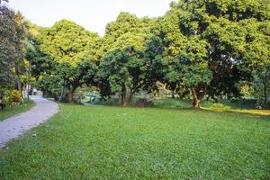 Green Field with trees in the park landscape view photo