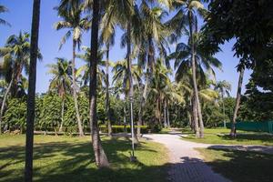 Coconut Palm trees in the Park greenery landscape view photo