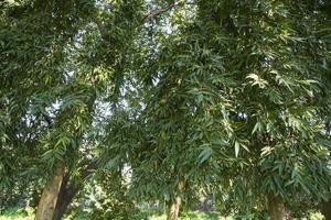 Natural Green Tree in the Park photo