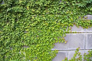 el detalle de las plantas trepadoras verdes en una pared se puede utilizar como papel tapiz de fondo del concepto de textura foto