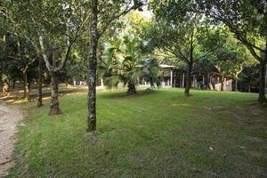 campo verde con árboles en la vista del paisaje del parque foto