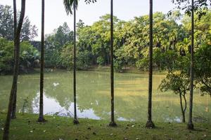 a row of rows trees in the park landscape view photo