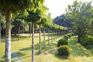 Green Field with trees in the park landscape view photo