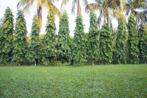 Green Field with trees in the park landscape view photo