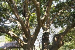 textura natural de la vista del paisaje de la vieja rama del árbol de mango en el parque foto