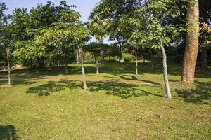 campo verde con árboles en la vista del paisaje del parque foto