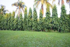 Green Field with trees in the park landscape view photo