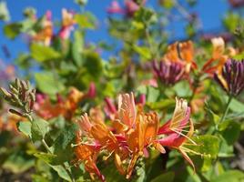 Close up Honeysuckle flowers with impressive bicolor blooms of pink and white. Lonicera periclymenum flowers, common names honeysuckle, common honeysuckle, European honeysuckle or woodbine in bloom. photo