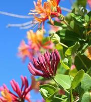 Close up Honeysuckle flowers with impressive bicolor blooms of pink and white. Lonicera periclymenum flowers, common names honeysuckle, common honeysuckle, European honeysuckle or woodbine in bloom. photo