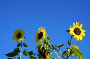 Bright and showy yellow sunflowers in the morning sun blue sky background close up. photo