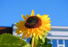 Bright and showy single yellow sunflower on blue background close up. photo