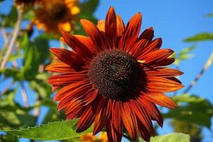 Bright and vivid Velvet Queen Sunflower in the morning sun on blue sky background close up. photo