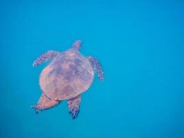 wonderful hawksbill turtle in blue water while diving photo