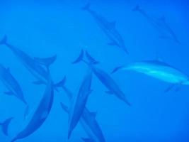 dolphins play and dive into the deep in blue water photo