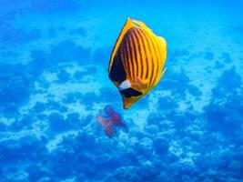 el pez mariposa del tabaco come una medusa en agua de mar azul mientras bucea foto