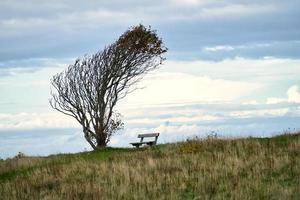 Tree bent by wind, with bench on cliff by sea. View in Denmark on the Kattegatt photo