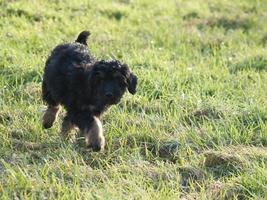 Goldendoodle puppy playing on a meadow. Hybrid dog that does not cause animal hair allergy photo