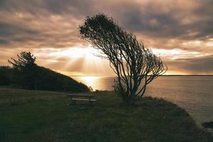 Tree bent by wind, with bench on cliff by sea. View in Denmark on the Kattegatt photo