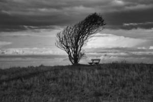 Tree bent by wind, with bench on cliff by sea. View in Denmark on the Kattegatt photo