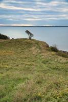 Hundested, Denmark on the cliff overlooking the sea with tree on the precipice photo