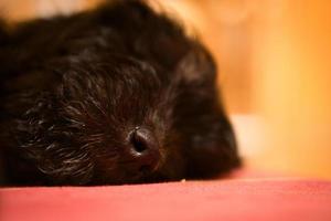 Cachorro goldendoodle durmiendo. la nariz está enfocada, el resto borroso. negro y tostado foto