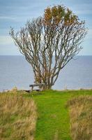 Tree bent by wind, with bench on cliff by sea. View in Denmark on the Kattegatt photo