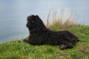 Goldendoddle is located on the cliff in front of the sea in Denmark. View to sea photo