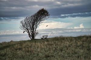 árbol doblado por el viento, con un banco en un acantilado junto al mar. vista en dinamarca en el kattegatt foto