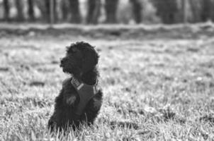 Goldendoddle puppy in black white taken, sitting on a meadow. The family dog is waiting photo