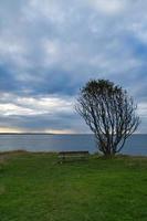 Tree bent by wind, with bench on cliff by sea. View in Denmark on the Kattegatt photo