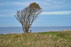 Tree bent by wind, with bench on cliff by sea. View in Denmark on the Kattegatt photo