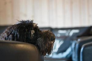 Goldendoodle is lying relaxed on the armchair. Family dog chilling. Animal photo