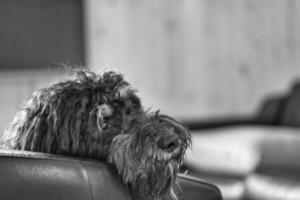 Goldendoodle lying relaxed on armchair shot in black and white. Family dog chilling photo