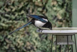 Magpie drinking from bird bath. photo