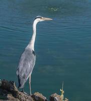 garza gris de pie en el borde del agua. foto