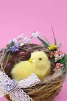 Yellow chick in nest on pink background. Easter, birthday, mother's day. Copy space photo