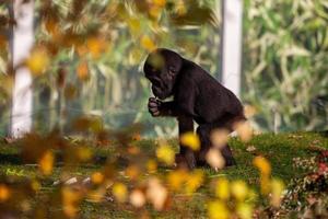 silver back gorilla feeding photo